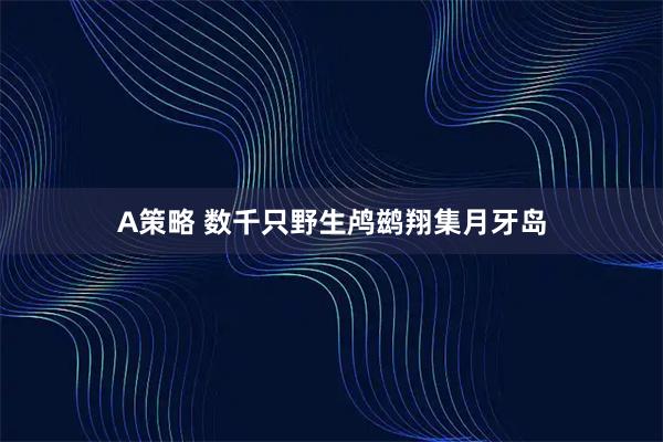 A策略 数千只野生鸬鹚翔集月牙岛